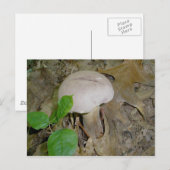 Carte postale de champignons violets (Devant / Derrière)
