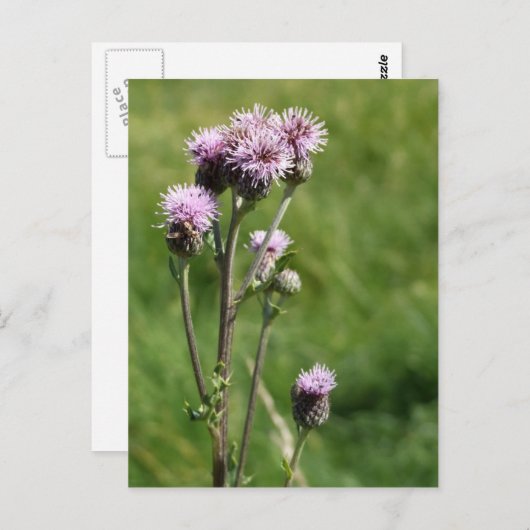 Carte postale de chardon (Devant / Derrière)