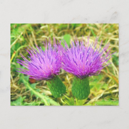 Carte postale de chardon en cours de rampe ou de c (Devant)