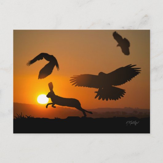 Carte postale de chasse de Harris Hawks (Devant)