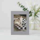 Carte postale de chat (Debout devant)