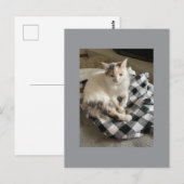 Carte postale de chat (Devant / Derrière)