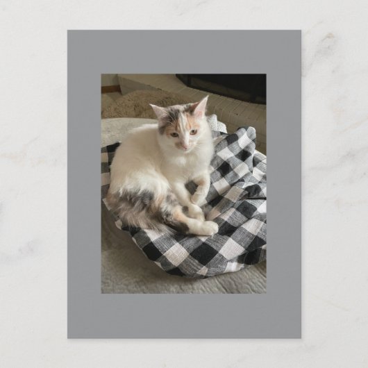 Carte postale de chat (Devant)