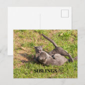 Carte postale de chat (Devant / Derrière)