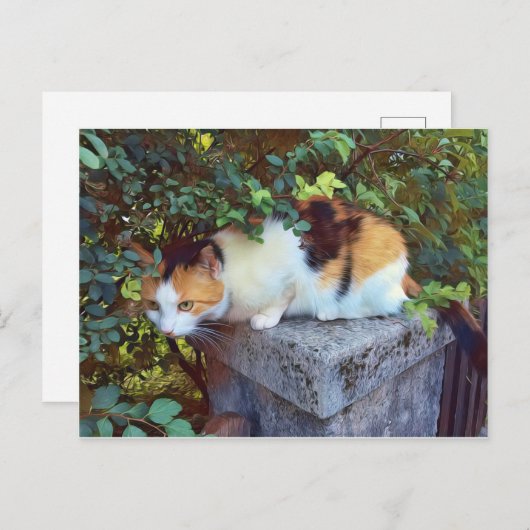 Carte postale de chat (Devant / Derrière)