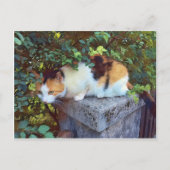 Carte postale de chat (Devant)