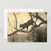 Carte postale de chat (Devant / Derrière)