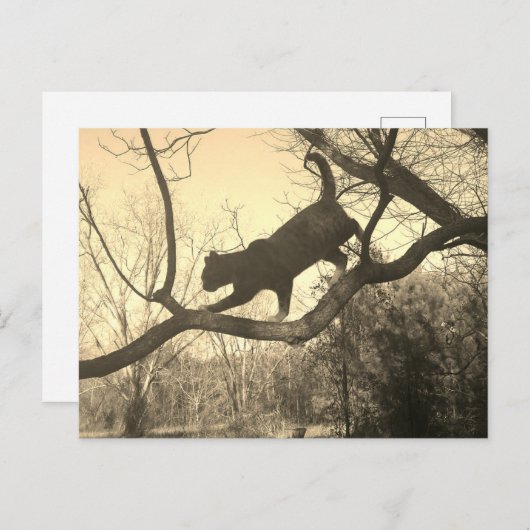 Carte postale de chat (Devant / Derrière)