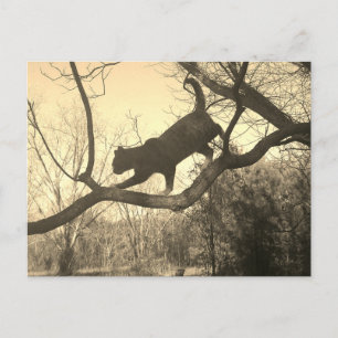 Carte postale de chat