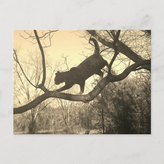 Carte postale de chat (Devant)