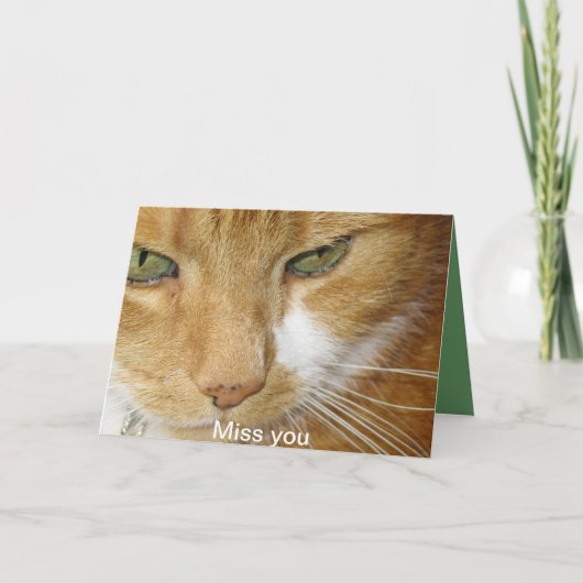 Carte postale de chat (Devant)