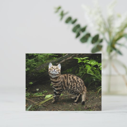 Carte postale de chat à pied noir (Debout devant)