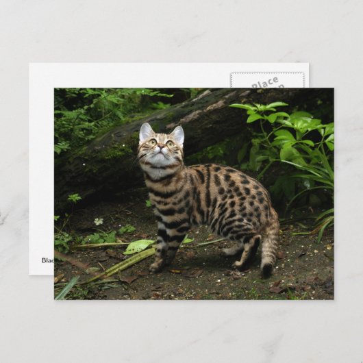 Carte postale de chat à pied noir (Devant / Derrière)