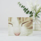 Carte postale de chat avec Filipos Apollo (Debout devant)