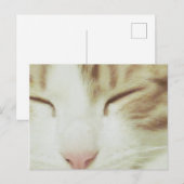 Carte postale de chat avec Filipos Apollo (Devant / Derrière)