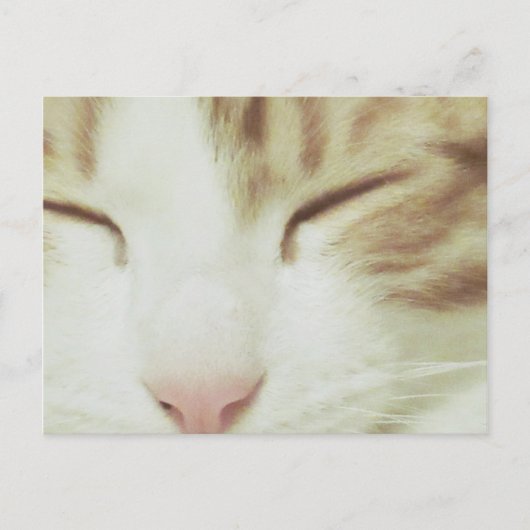 Carte postale de chat avec Filipos Apollo (Devant)