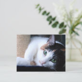 Carte postale de chat avec poteau à gratter. (Debout devant)