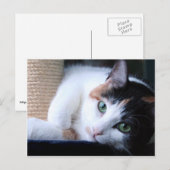 Carte postale de chat avec poteau à gratter. (Devant / Derrière)