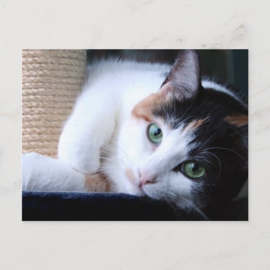 Carte postale de chat avec poteau à gratter. (Devant)
