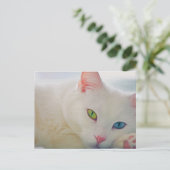 Carte postale de chat blanc mystique
