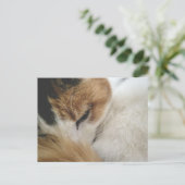 Carte postale de chat calicot confortable (Debout devant)
