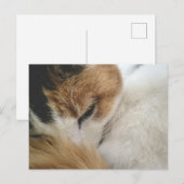 Carte postale de chat calicot confortable (Devant / Derrière)