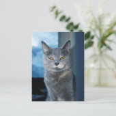 carte postale de chat cool (Debout devant)