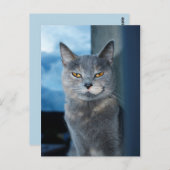 carte postale de chat cool (Devant / Derrière)