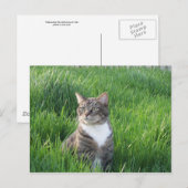 Carte postale de chat de garçon Nature (Devant / Derrière)