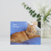 Carte postale de chat de repos (Debout devant)