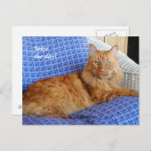 Carte postale de chat de repos (Devant / Derrière)