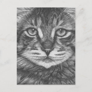Carte postale de chat. Dessin au crayon