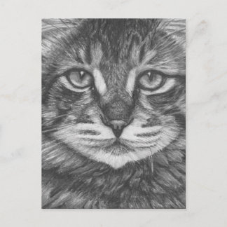 Carte postale de chat. Dessin au crayon