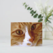 Carte postale de chat en gros plan (Debout devant)