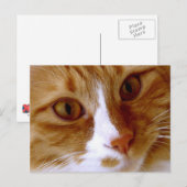 Carte postale de chat en gros plan (Devant / Derrière)