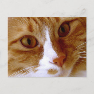 Carte postale de chat en gros plan