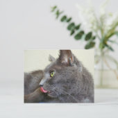 Carte postale de chat gris (Debout devant)