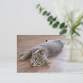 Carte postale de chat gris (Debout devant)