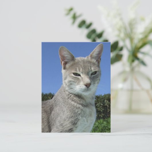 Carte postale de chat gris (Debout devant)
