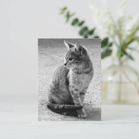 Carte postale de chat gris (Debout devant)