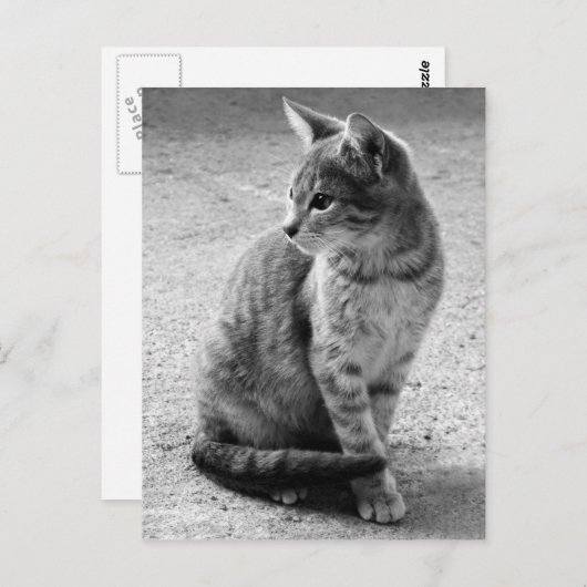 Carte postale de chat gris (Devant / Derrière)
