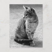 Carte postale de chat gris (Devant)