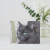 Carte postale de chat gris (Debout devant)