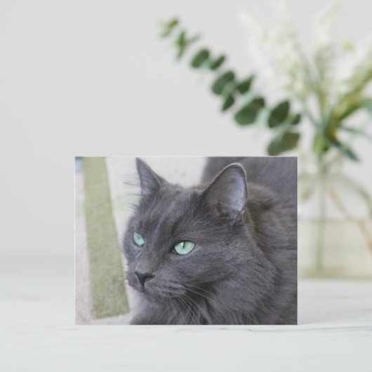 Carte postale de chat gris (Debout devant)