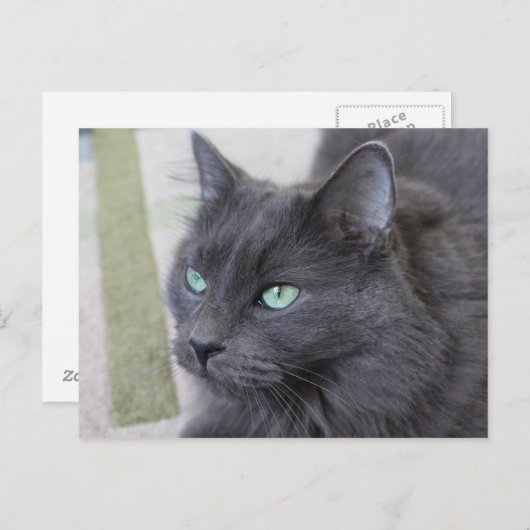 Carte postale de chat gris (Devant / Derrière)