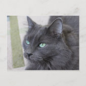 Carte postale de chat gris (Devant)