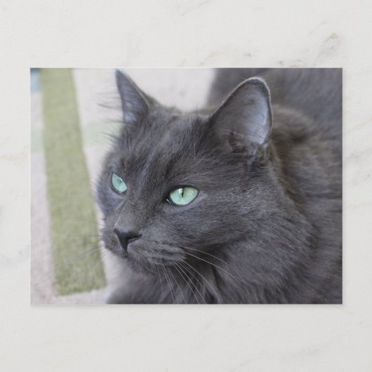 Carte postale de chat gris (Devant)