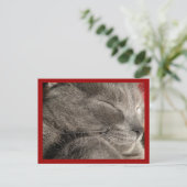 Carte postale de chat gris dormant (Debout devant)