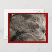 Carte postale de chat gris dormant (Devant / Derrière)