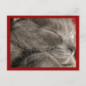 Carte postale de chat gris dormant (Devant)